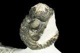 Adrisiops, Austerops & Hollardops Trilobite Association #186746-9